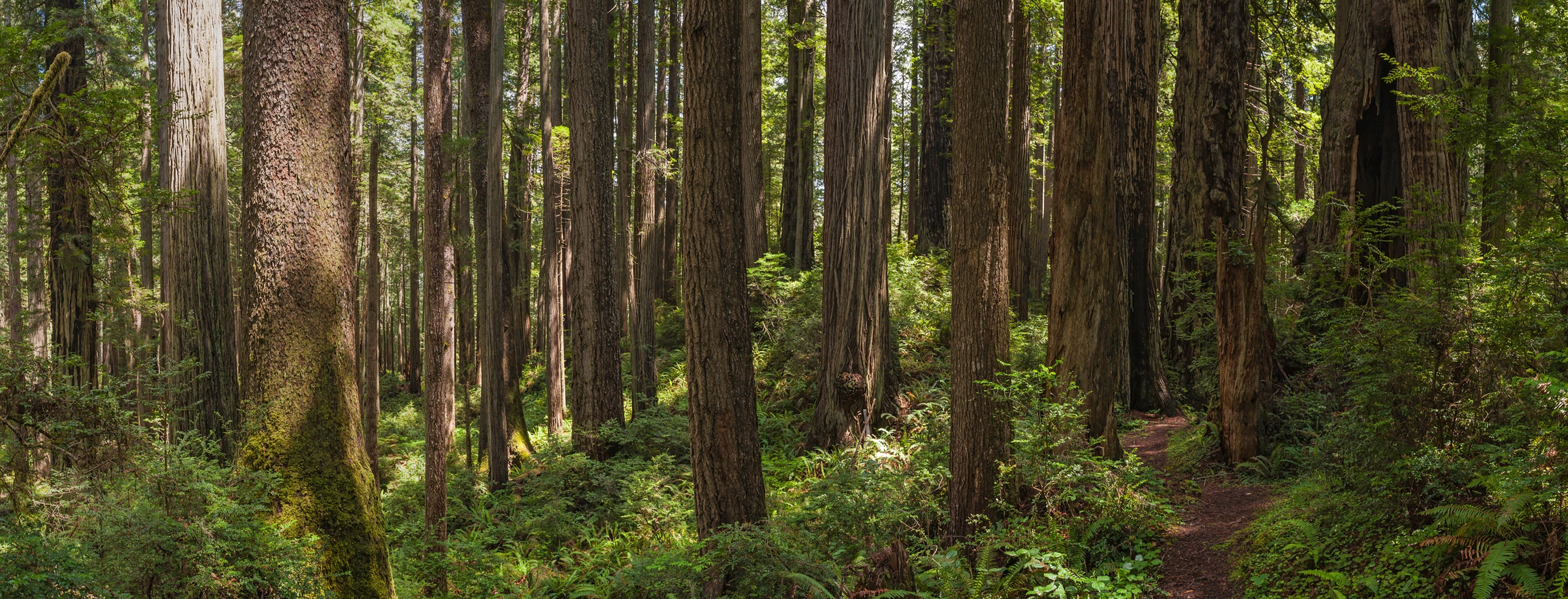 Cropped 2880x1100 of Dappled sunlight on an earth trail between the iconic old-growth forests of coastal Giant Redwood trees (Sequoia sempervirens) in the Redwood National Park of northern California, USA