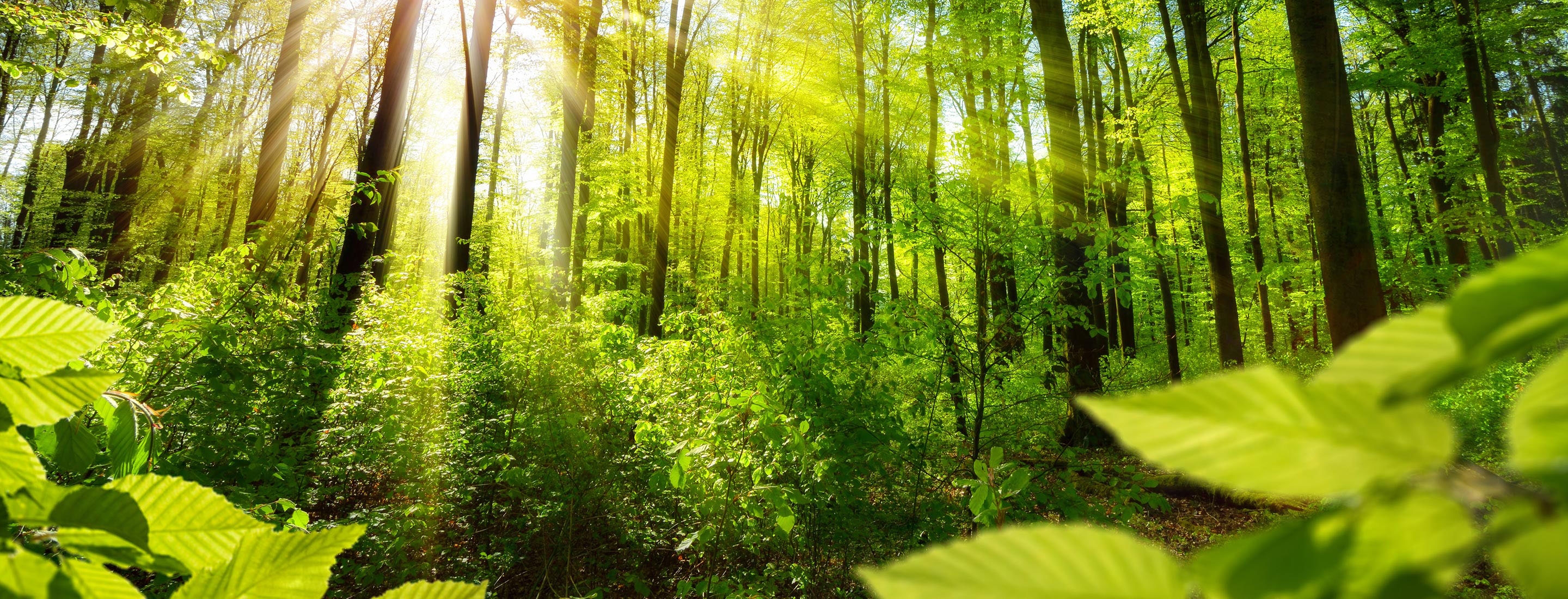 2880x1100 of a forrest with sunlights peeking through the trees