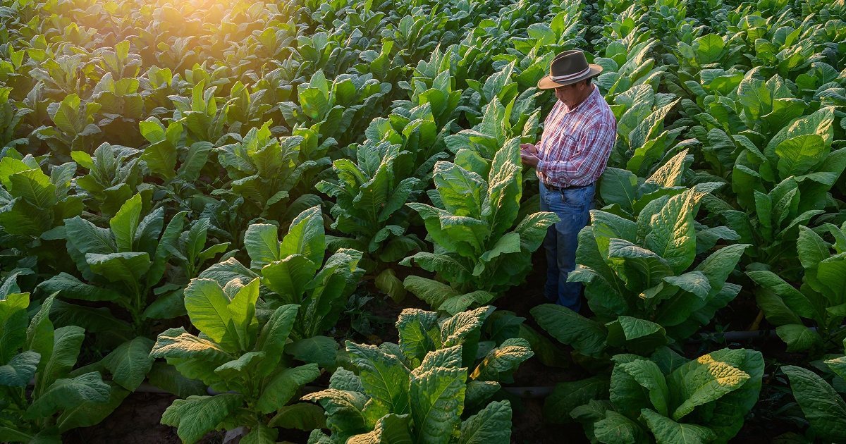 Farmer inspecting a crop