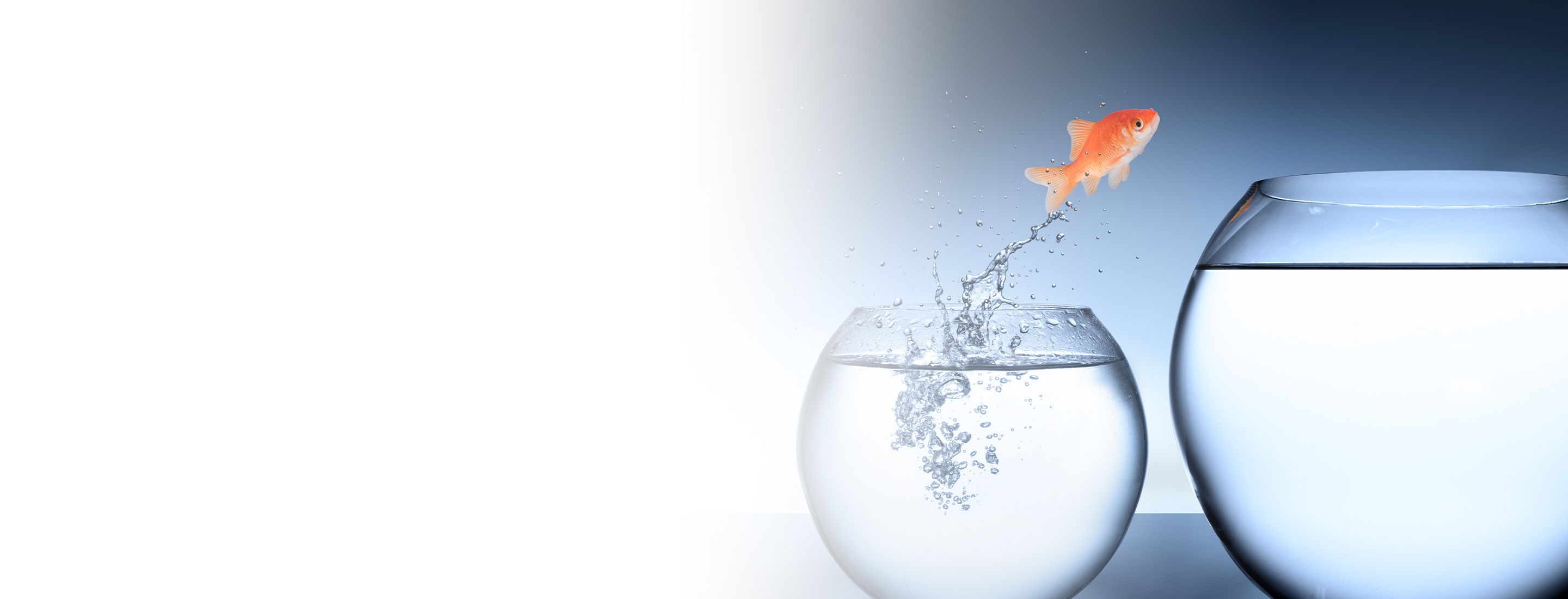 2880x1100 left white gradient of goldfish jumping into a tank bigger