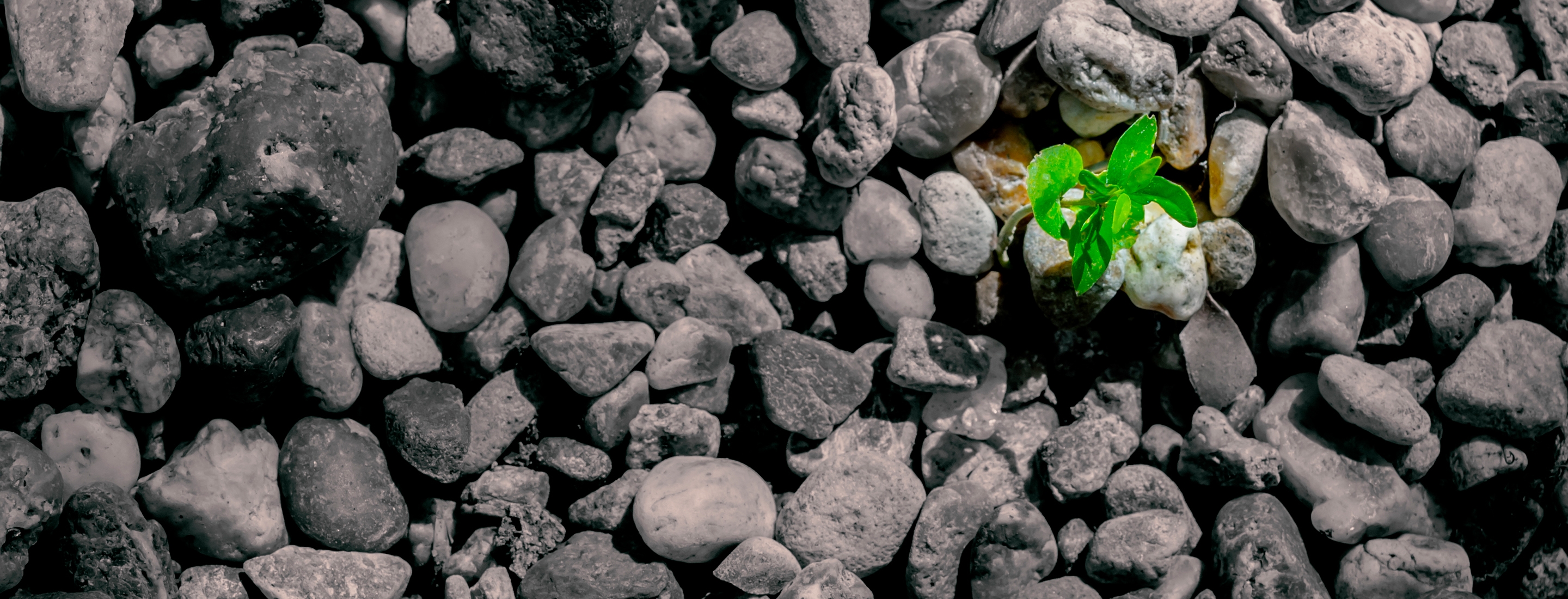 2880x1100 flipped horizontal of small tree sprouting out of the ground, stones niche.