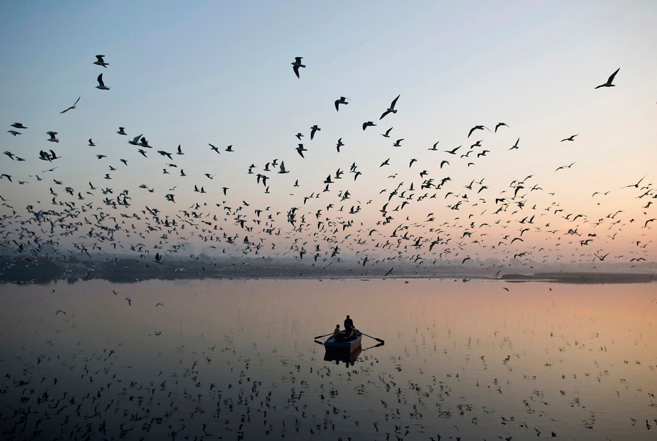 Migratory birds fly above men rowing a boat on the Yamuna river in the old quarters of Delhi